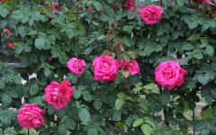 Image00012