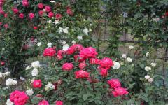 Image00014