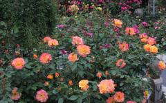 Image00015
