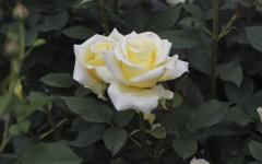 Image00017