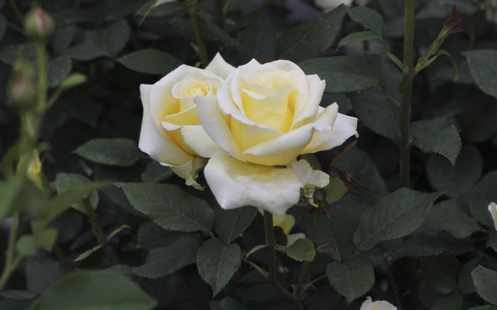 Image00017