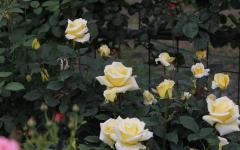 Image00018