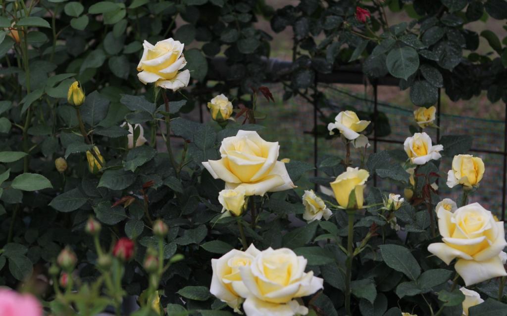 Image00018