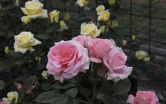 Image00019