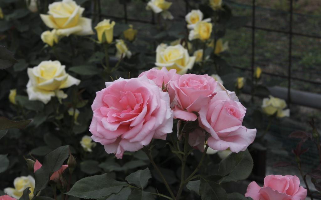 Image00019