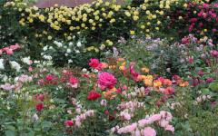 Image00020
