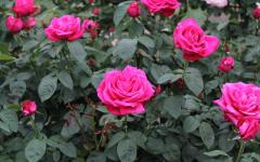 Image00021