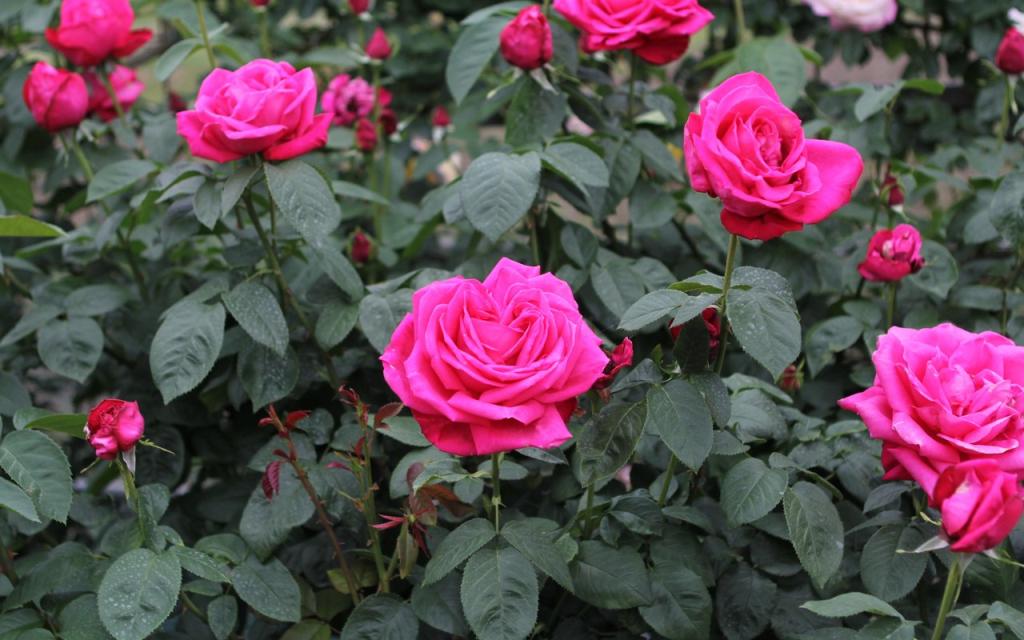 Image00021
