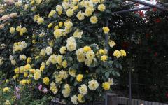 Image00022