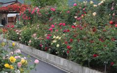 Image00025