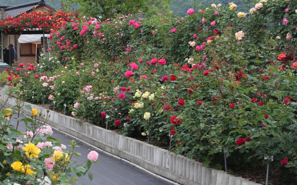 Image00025