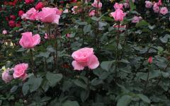 Image00027