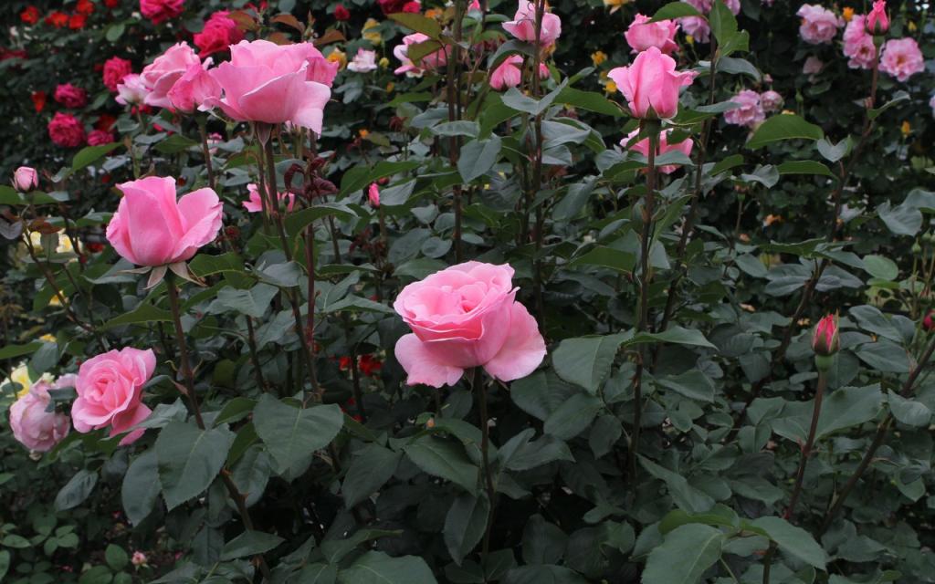 Image00027