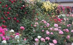 Image00030