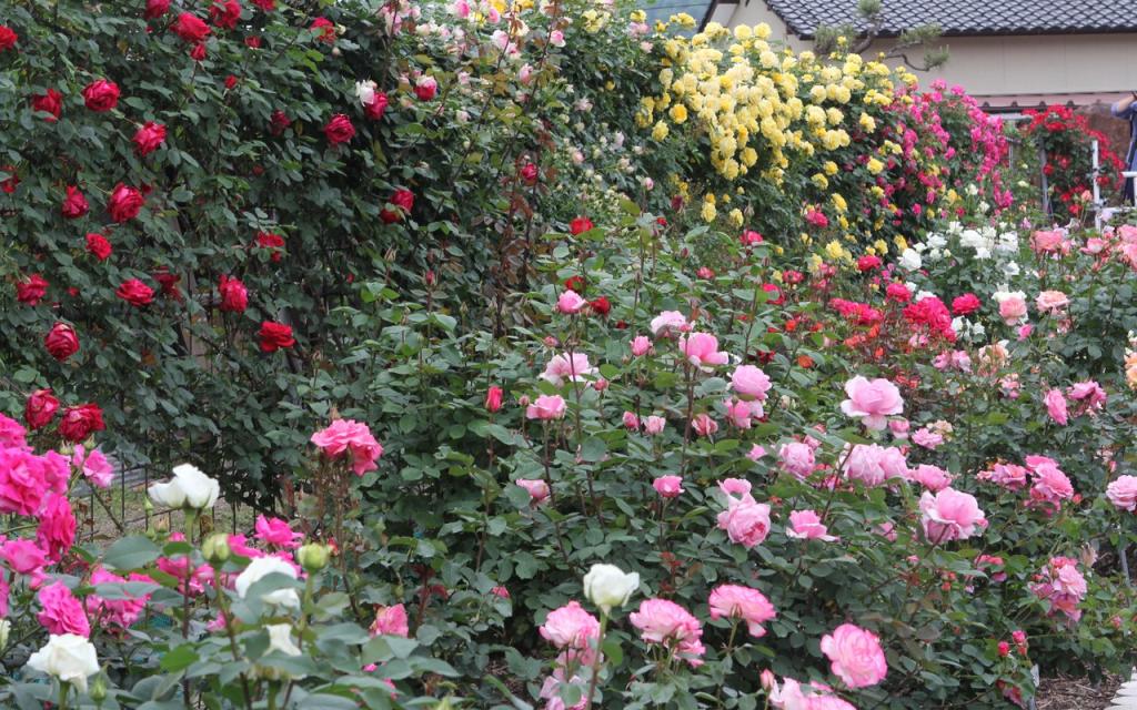 Image00030
