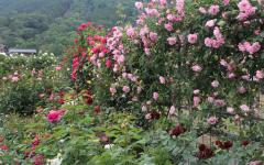 Image00031
