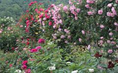 Image00032