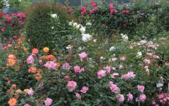 Image00033