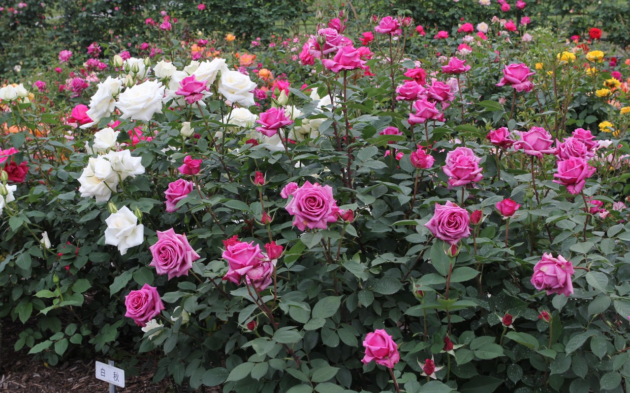 Image00034
