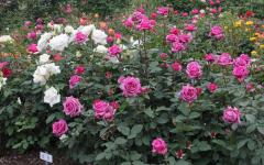 Image00034