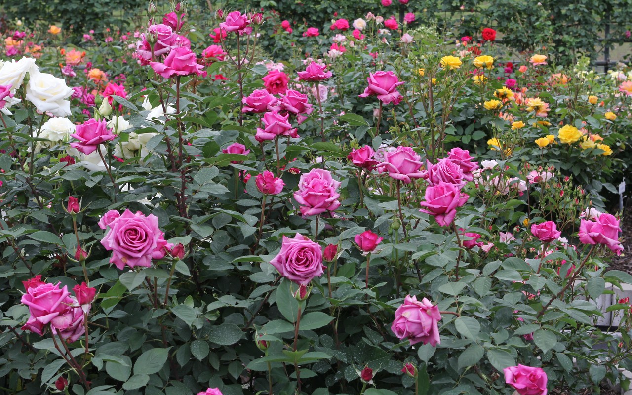 Image00035