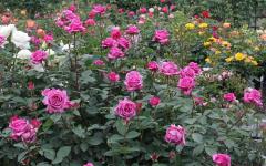 Image00035