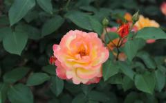 Image00036