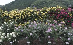 Image00039