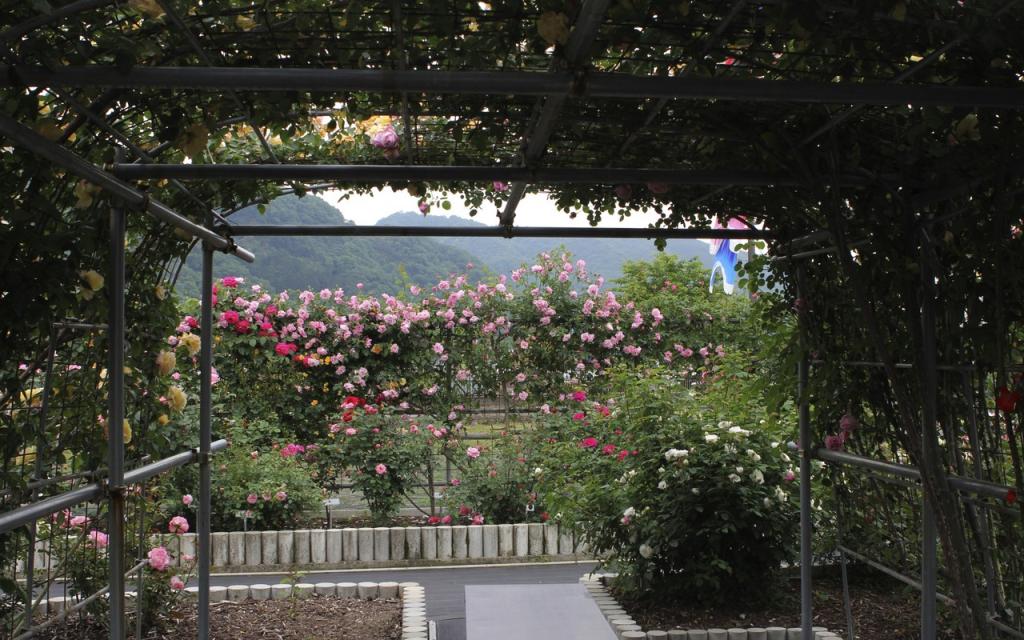 Image00040