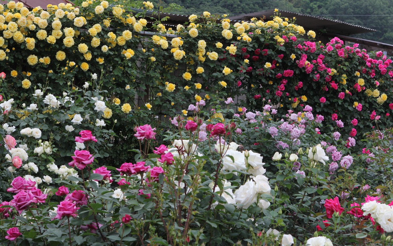 Image00042