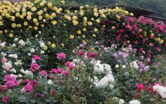 Image00042
