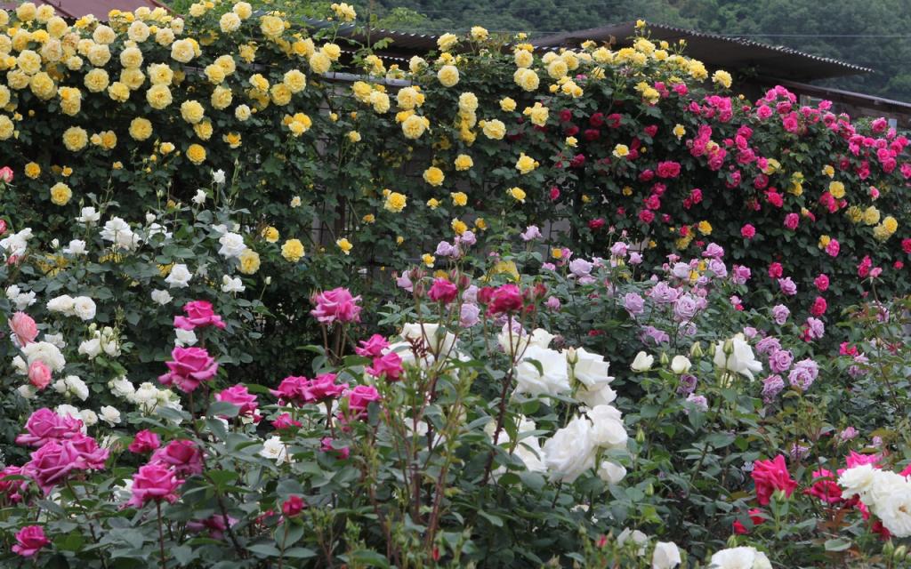 Image00042