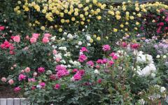 Image00043