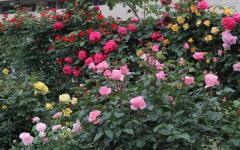 Image00044