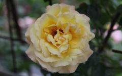 Image00045