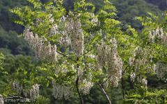 Image00042