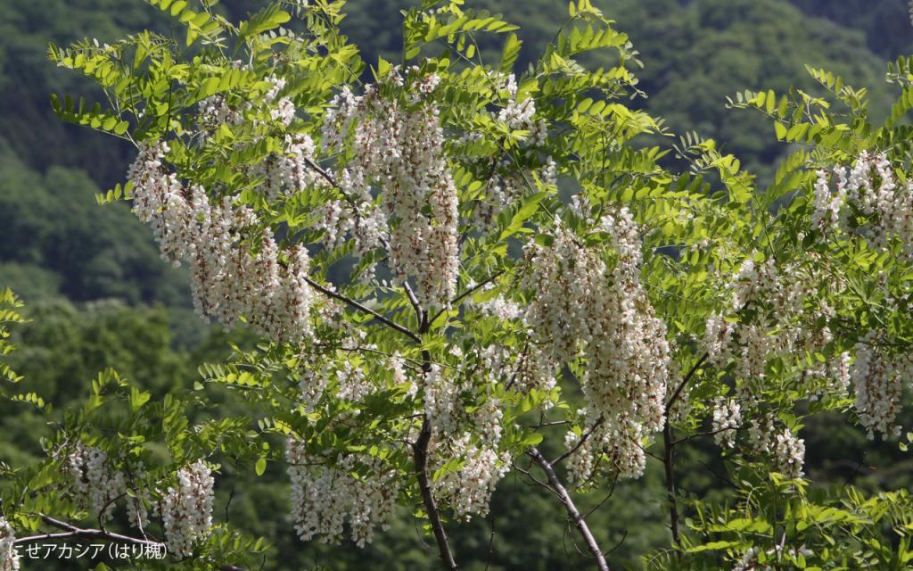 Image00042