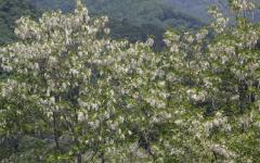 Image00044