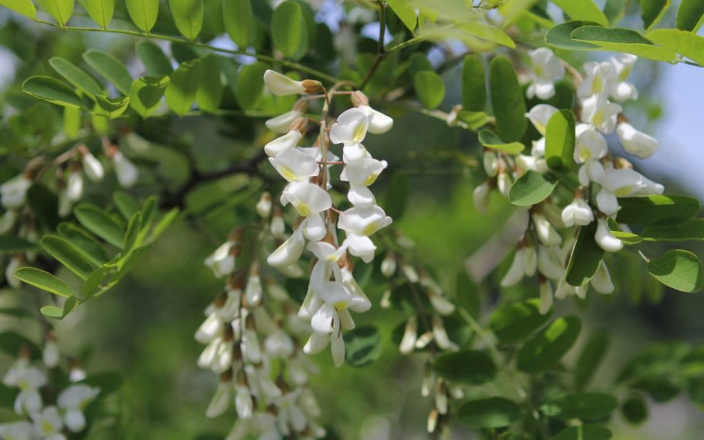 Image00055