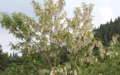 Image00072