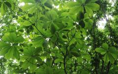 Image00061