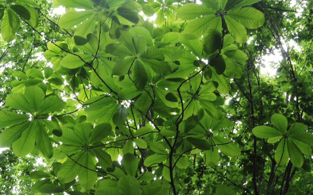 Image00061