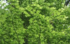 Image00071