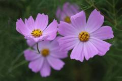 IMG_3481B