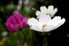 IMG_3498B