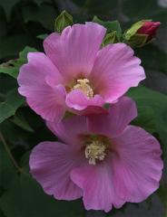 IMG_3505B
