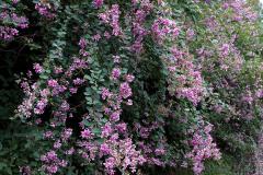 IMG_3514B