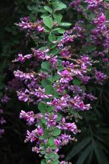 IMG_3523B