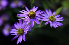 IMG_4896wb