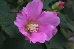 IMG_3494A